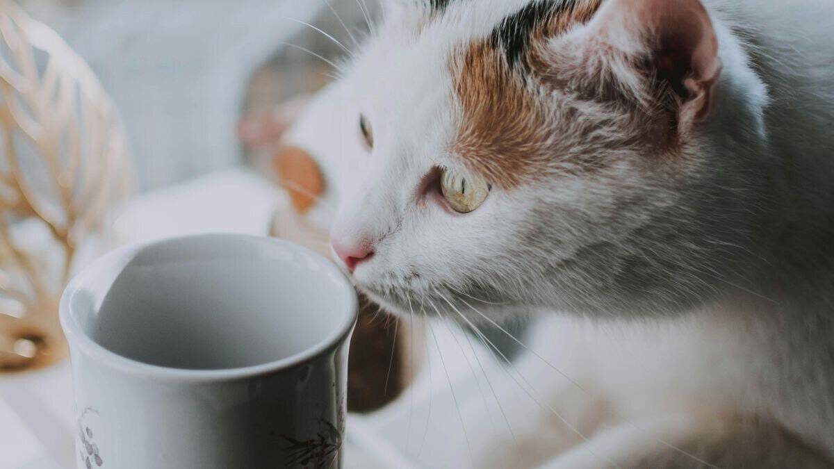 Why Cats Knock Things Over — and How to Stop Them